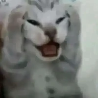 nvp nam