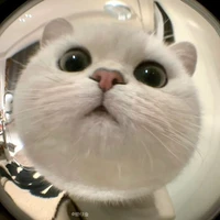 only_cat✨