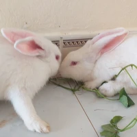 tác giả cute
