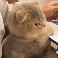 Y/N