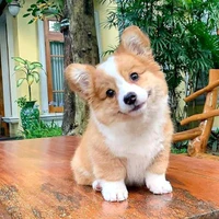 BoBo