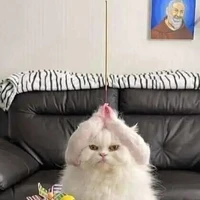 Đám báo đời