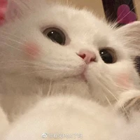 tác giả