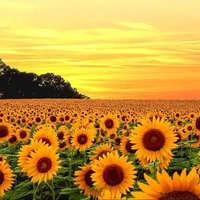 All