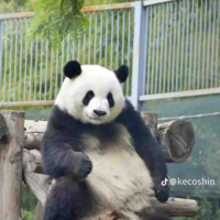 Tác giả nè