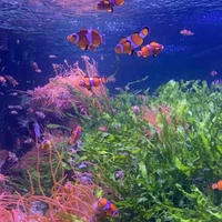 _𝐃𝐚𝐧𝐢𝐞𝐥👾⌗ - Tác giả 