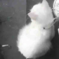 Quỳnh ko bít bơi:< (TG)