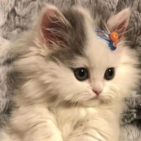 Yendy ( hệ thống)