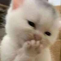 Hinoko Y/n
