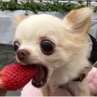 Y/n