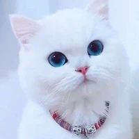 Aoi_hệ thống 105