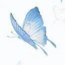 blue butterfly