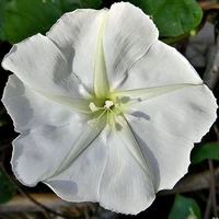 Nhân vật phụ