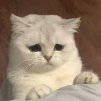 Tác giả bị khùng 👍🏻