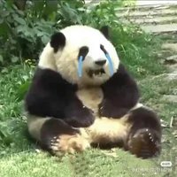 Tác giả thích gấu trúc