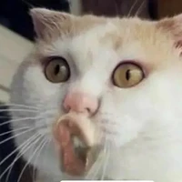 các bé bot:>