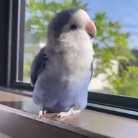 Con gái OTP Văn Hiên|tg