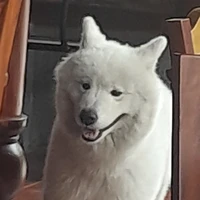 Đạp Tuyết Côn Luôn