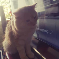 Con mèo hệ thống 