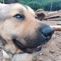 Tom chó cưng của t/g