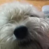 Tép chó cưng của t/g