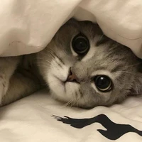 Hệ Thống 225// TG//