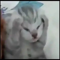 T/G