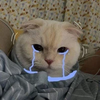 Y/n