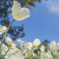 Các bạn nữ trong lớp