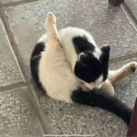 My bét phờ ren