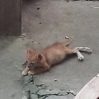 tác giả yêu mèo