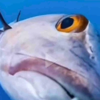 Tác giả mê money