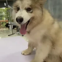 Teddy