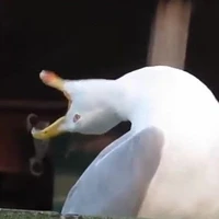 chim ko tật chim phế