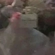 ba_ji
