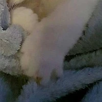 tora_ka