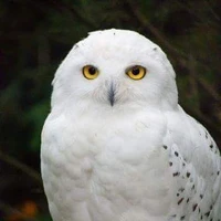 Robusuta