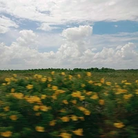 T/g mê Nar