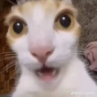 hú hú