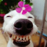 Con quỷ này có cắn