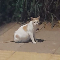 you