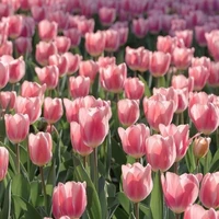 all