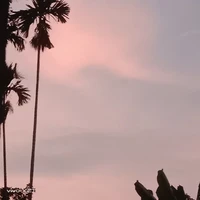 Thảo t/g