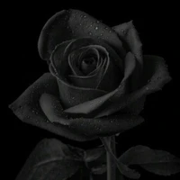 Các cô/ Bang Rose