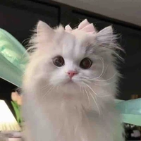 🐈