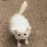 ???