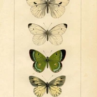 Nhân vật ẩn