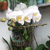 All(hai người)