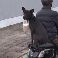 @anhdaylasongtudeptrai/Song Tử