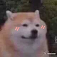 Ngáo ngơ tác giả